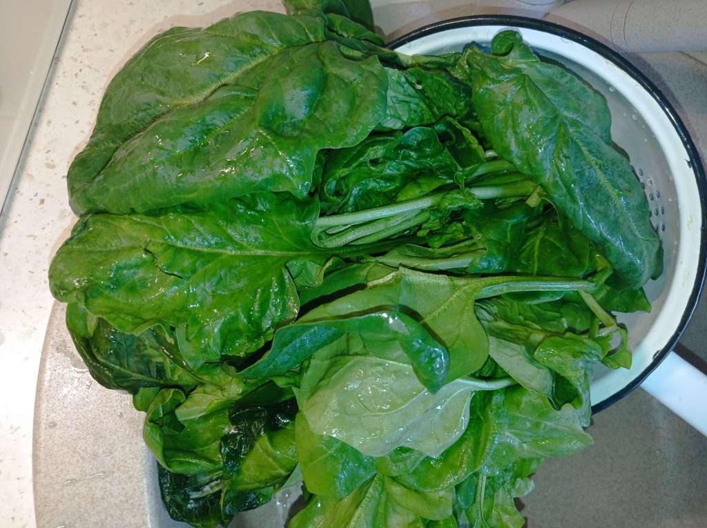 Fresh spinach leaves placed in a colander for draining, showcasing their vibrant green color