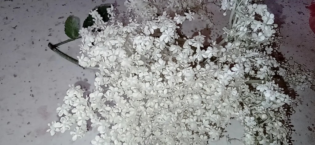 Close-up of freshly harvested elderflowers with tiny white blossoms, used for traditional Romanian socată