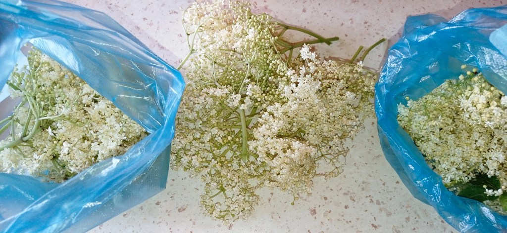Fresh elderflowers portioned for homemade socată and storage in freezer bags