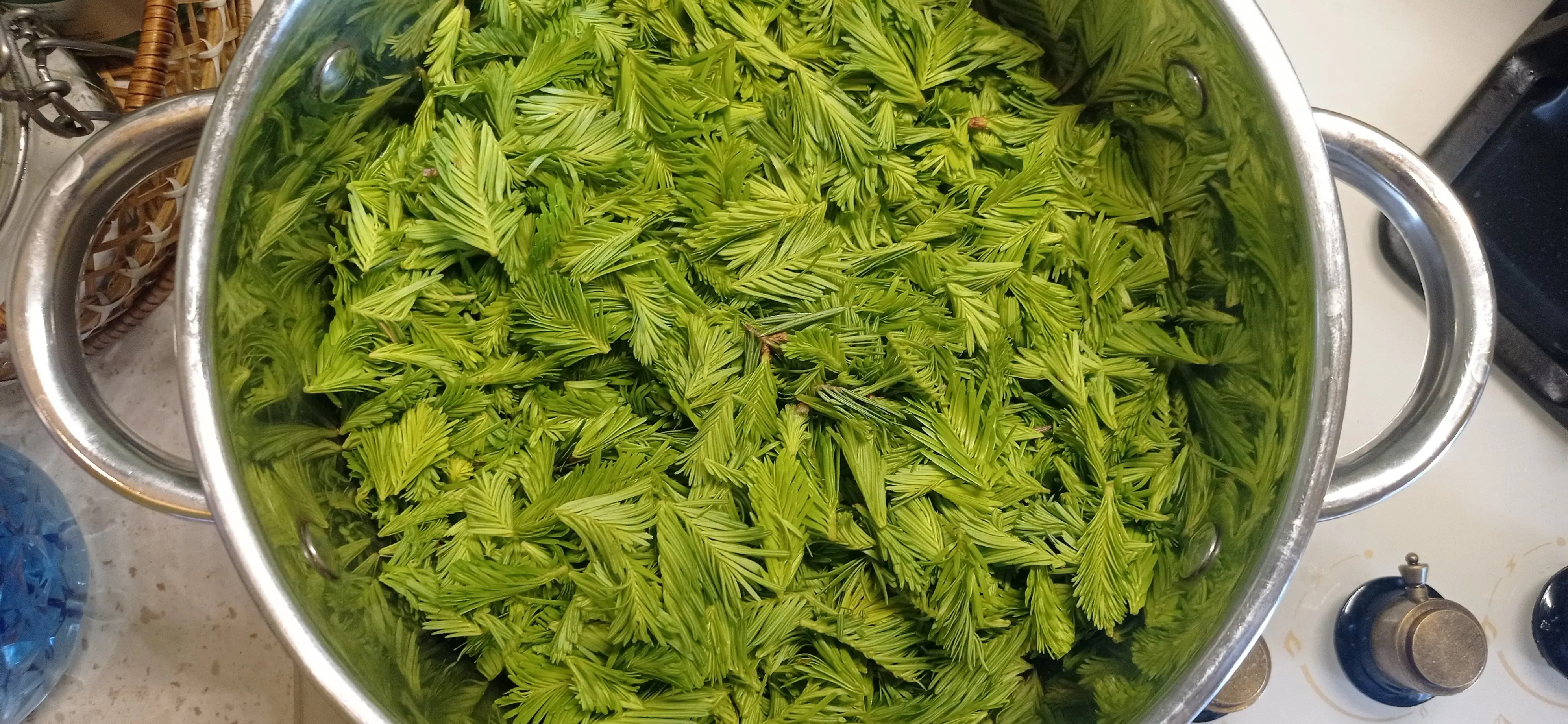 Fresh fir buds soaking in water inside a pot with a glass lid, ready to infuse overnight for syrup preparation