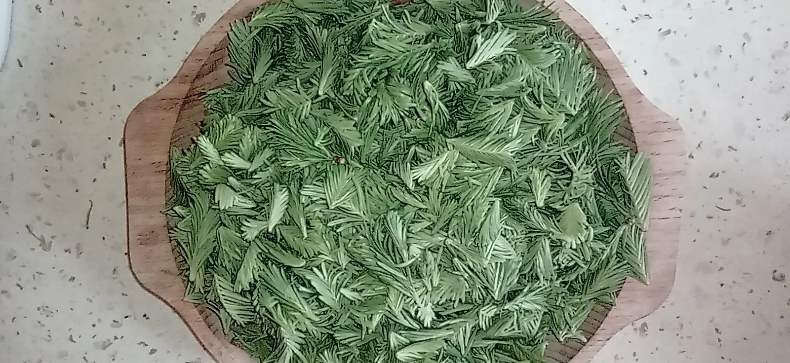 A wooden bowl filled with fresh fir buds, cleaned and ready for making homemade syrup