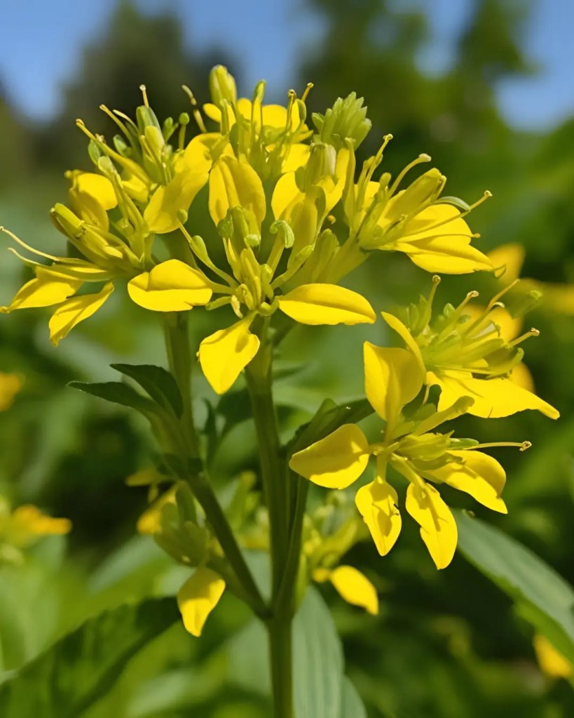 Bright yellow St. John’s Wort flowers in warm sunlight, showcasing delicate petals and stamens