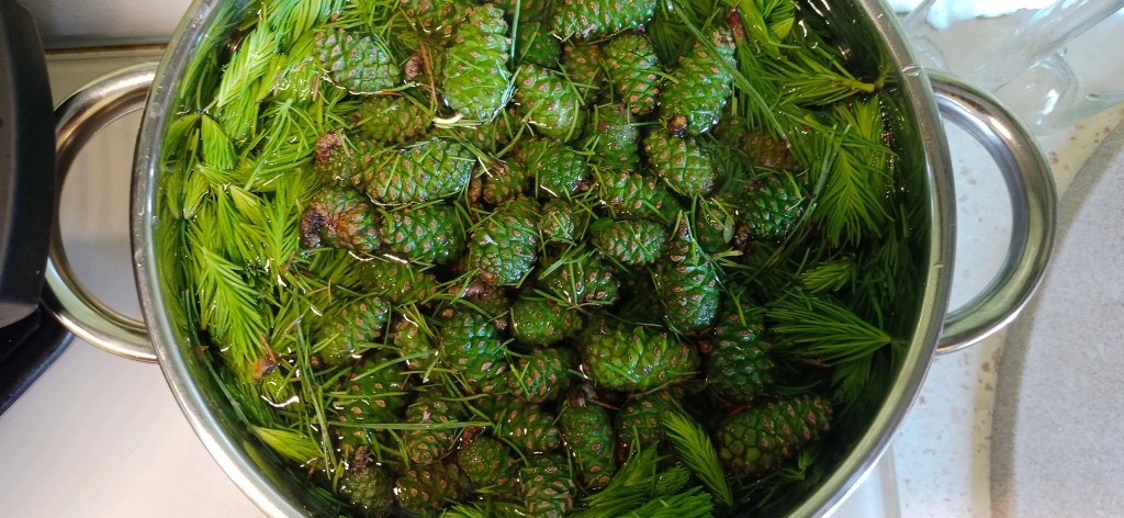 Fir tips and young green fir cones simmering in a pot to make forest syrup