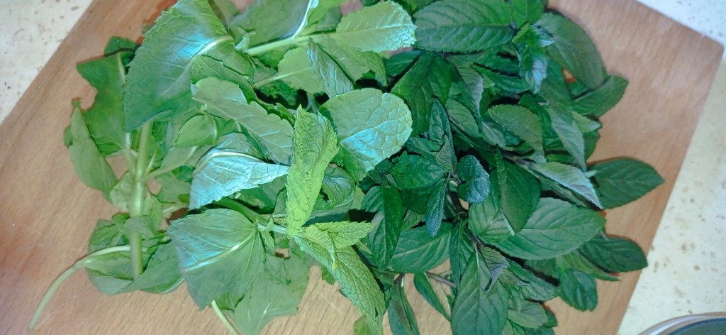 A bunch of fresh mint leaves with two distinct varieties, prepared for making traditional homemade syrup