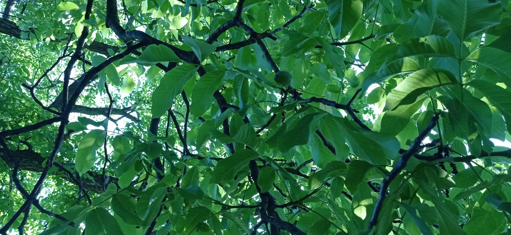 Walnut tree branches with large green leaves and a single green walnut, photographed in early summer