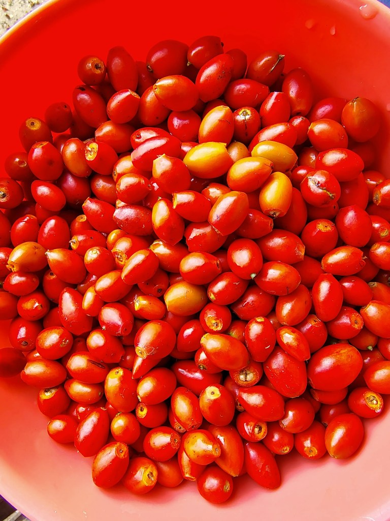 Fresh rosehips cleaned of stems and flower ends, ready for jam making