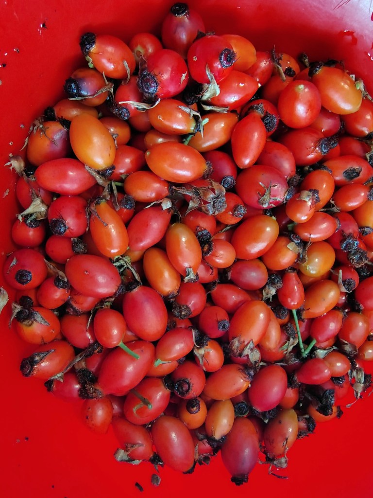 Close-up view of ripe rosehips in a bowl, showing their rich red and orange tones.