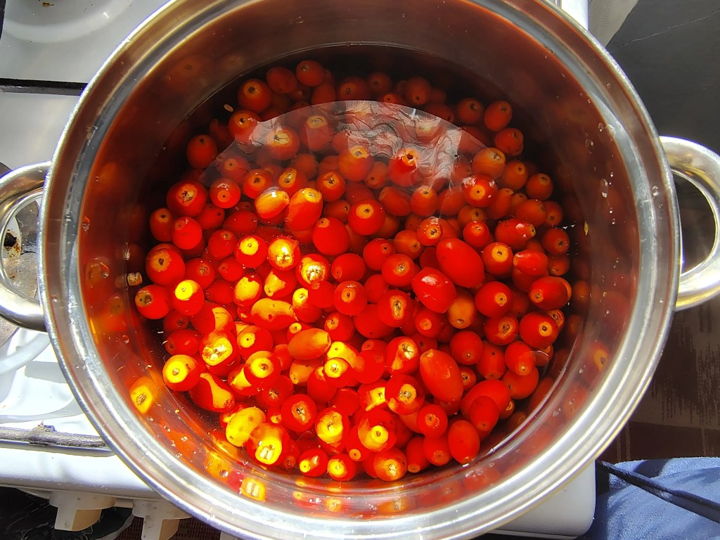 A pot filled with fresh rosehips covered in water, sitting on the stove, ready for the first boil.