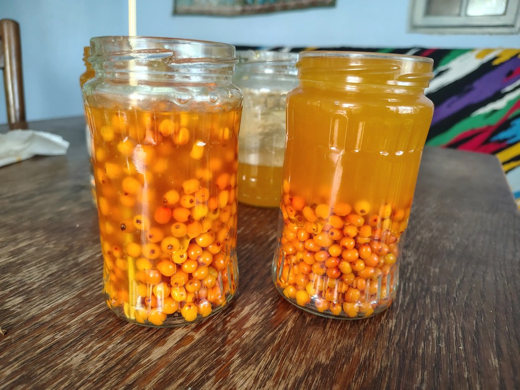 Jar of sea buckthorn berries covered in honey, being gently stirred with a wooden skewer to release air bubbles without crushing the fruit.