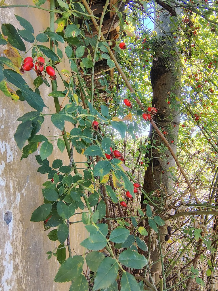A branch of ripe rosehips growing against an old garden wall in early autumn light