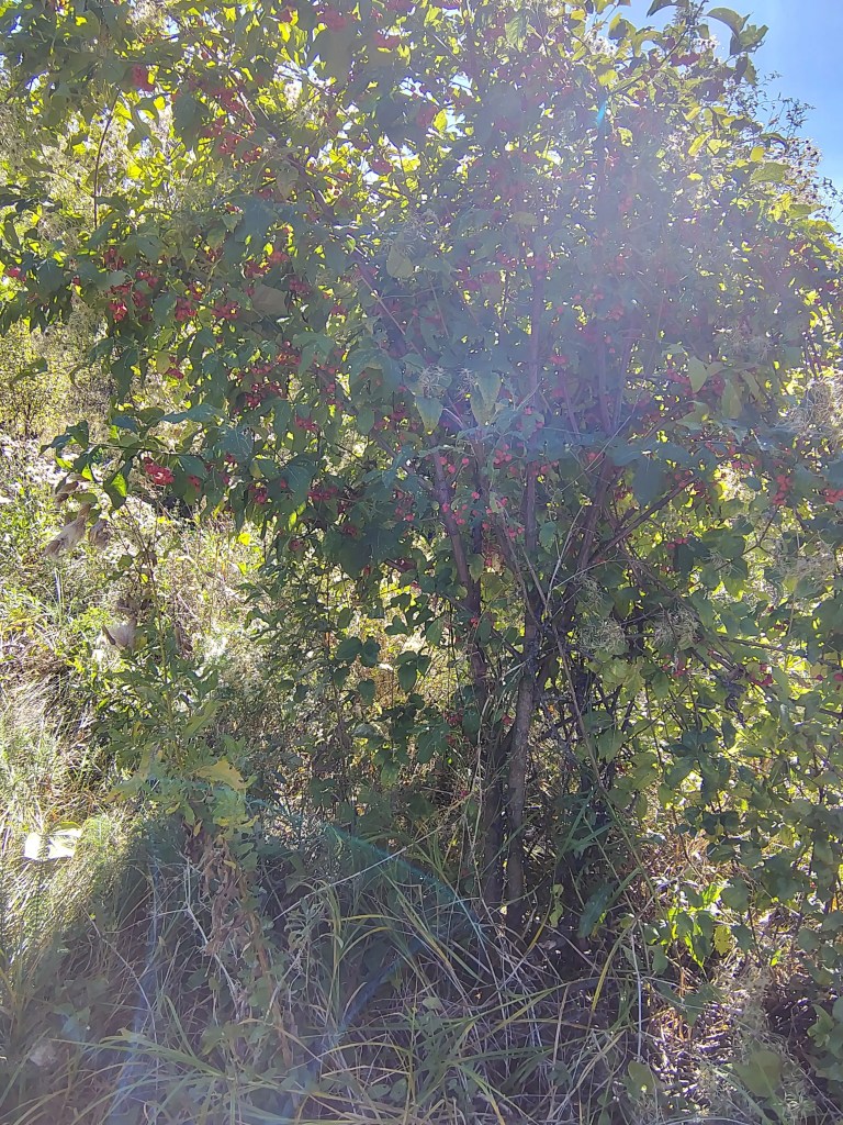 A bush of ripe rosehips growing against an old garden wall in early autumn light